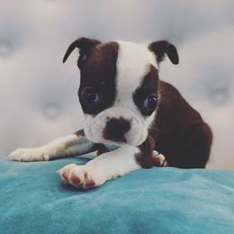 Boston Terrier Puppies from Cobbler Street Boston Terriers