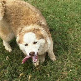 Raccoon - Chocolate male Pomsky puppy in Bucyrus, Missouri from Hill Top Pomskies
