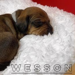 Wesley - Red Dachshund puppy in Washington, Indiana from The Pupsqueakery