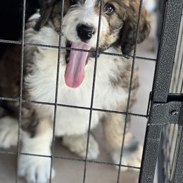 Ruby - Brown and white female Bernedoodle puppy in Phelan, California from Puppy Paws4U