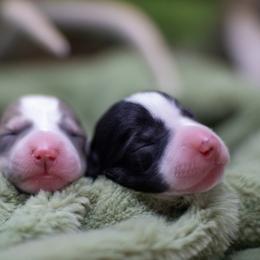 Border Collie, Papillon, Sporty Mix, and Whippet Puppies from Old Hemp Border Collies / Open Horizon Sport Dogs