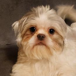 Shih Tzu Puppies from Morningstar's Shih Tzu