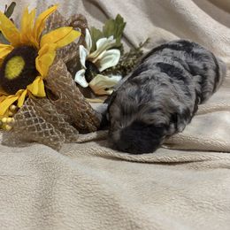 Skipper - Merle male Labradoodle puppy in Somerset, California from Annie’s Animals