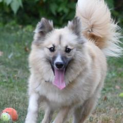 Irenka - Nenets Herding Laika