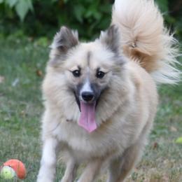 Irenka - Nenets Herding Laika