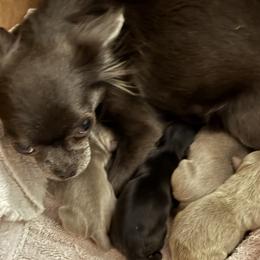 Indy - Chihuahua
