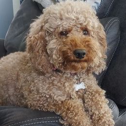 Goldendoodles from Oodles of Doodles