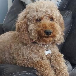Goldendoodles from Oodles of Doodles