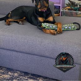 Rottweiler Puppies from Von Der Hing Rottweilers