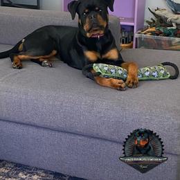 Rottweiler Puppies from Von Der Hing Rottweilers