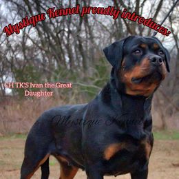 Calypso - Rottweiler