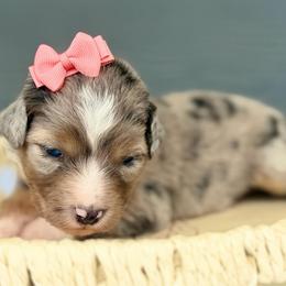 Coral - Blue merle female Miniature Australian Shepherd puppy in 32046, Florida from River Hill Ranch
