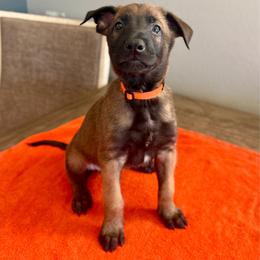 Han (Orange) - Mahogany male Belgian Malinois puppy in Buckeue, Arizona from Légende Vivante Du Chief Kennel