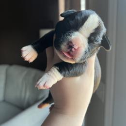 Girl 1 - Brindle female Boxer puppy in Henderson, Tennessee from Vom Broadvalley