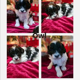 Owl - Tri-color male Cavapoo puppy in Newdale, Idaho from Canyon Creek Puppies