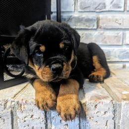 Rottweiler Puppies from Vonbart Rottweilers