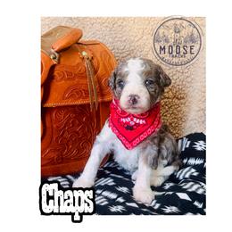 Chaps - Merle female Bernedoodle puppy in Belleville, Michigan from Moose Tracks Bernedoodles