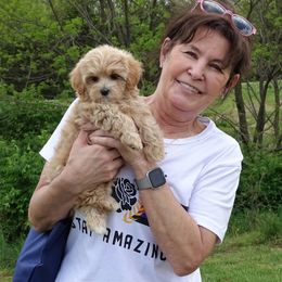 Maltipoo Puppies from Hearthside Meadow