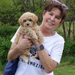 Maltipoo Puppies from Hearthside Meadow
