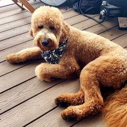 Lucky - Goldendoodle