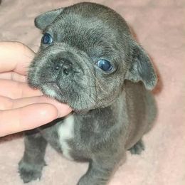 Sapphire - Blue female French Bulldog puppy in Graham, Washington from Kristy's French Bulldogs & Mini Schnauzers