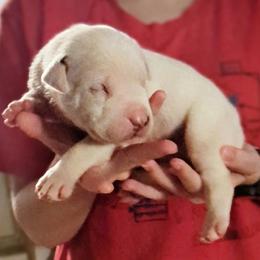 Boy 3 - White male Dogo Argentino puppy in Morgan Hill, Pennsylvania from De la Fuerza De Dios