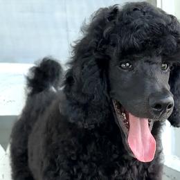 Boy 3 - Blue Poodle puppy in Stuart, Florida from AKC/Excellent + Good OFA Sweet Delightful Poodles