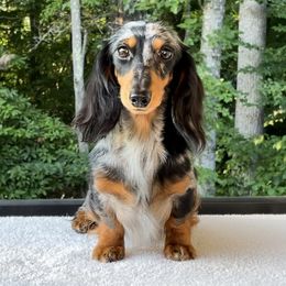 Anya - Dachshund
