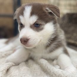 Canis - Brown and white male Siberian Husky puppy in Columbus, Nebraska from Happy Howlin' Smokey Mountain Huskies
