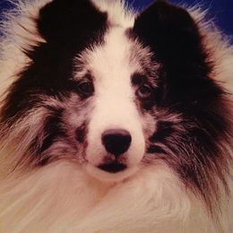 Shetland Sheepdogs from Pacificblueshelties