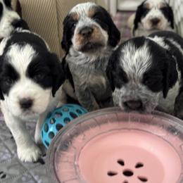 English Springer Spaniel Puppies from Butterfield Trail Farm