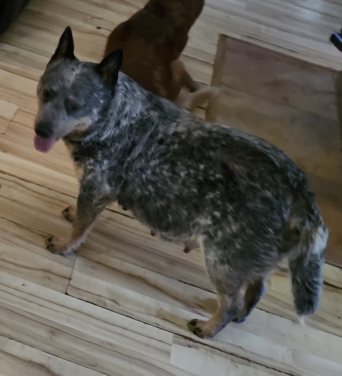 Winnie - Australian Cattle Dog