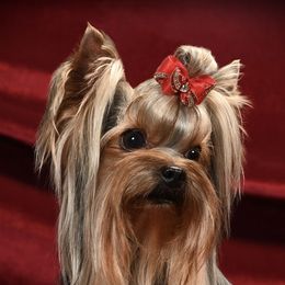 Yorkshire Terriers from Sparrow Yorkshire Terriers