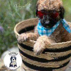 Roosevelt - Wheaten Whoodle puppy in Knoxville, Tennessee from Fleury Farm Doodles TN