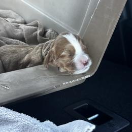 Australian Labradoodle Puppies from Blue Line Doodles of Arizona