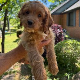 Kristoff - Red roan male Cockapoo puppy in Williamston, South Carolina from Sassy Bob’s Dogs