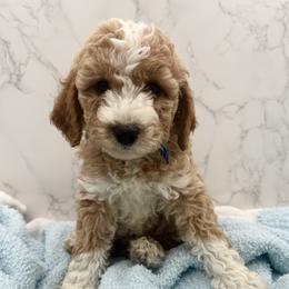 Blaze - Red  male Goldendoodle puppy in Kansas City, Kansas from Bella & Ivy’s Mini Goldendoodles of KC
