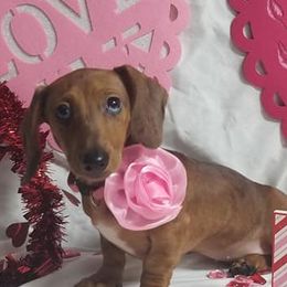 Dachshunds from My Loyal Treasures