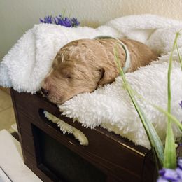 Bernedoodle and Labradoodle Puppies from Royal Doodles