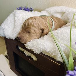 Bernedoodle and Labradoodle Puppies from Royal Doodles