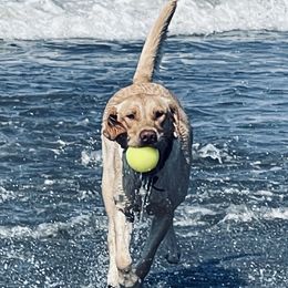 Raya - Labrador Retriever