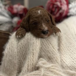 Cayenne - Poodle puppy in Dayton, Texas from Wolfe Island Poodles