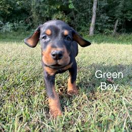 Green Boy - Black and rust male Doberman Pinscher puppy in Knox, Indiana from Double River Dobermans