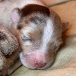 Puppy 3 - Red merle female Miniature Australian Shepherd puppy in Massapequa, New York from All That Auss Mini Aussies