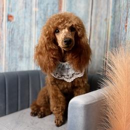 Brandy - Poodle
