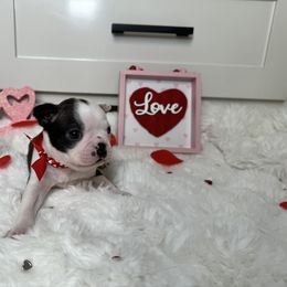 Rocco - Black and white Boston Terrier puppy in Oklahoma from WAOK B&F AKC PUPS