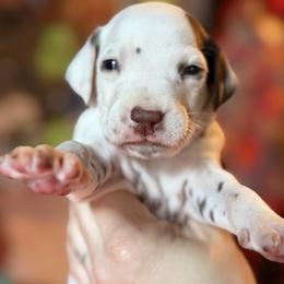 3rd pick male - White and liver brown male Dalmatian puppy in Lake Mathews, California from Bully Market