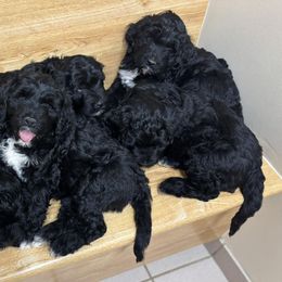 Portuguese Water Dogs from Maple View Meadows