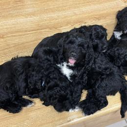 Portuguese Water Dogs from Maple View Meadows