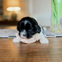Tulip (black and white parti) - Black and white female Shihpoo puppy in Hopkins County, Texas from Boutique Doodles